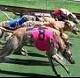 Dog Racing